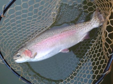 大安トラウトレイク 釣果